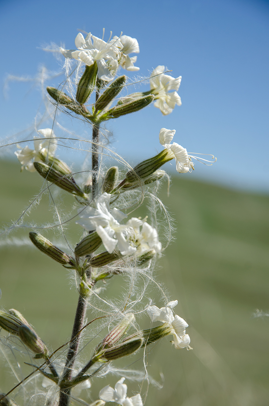Image of Silene viscosa specimen.