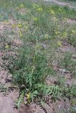 Смотреть изображение Sisymbrium altissimum