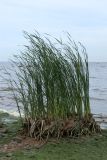 View full-size image Typha angustifolia