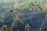 View full-size image Poa pratensis