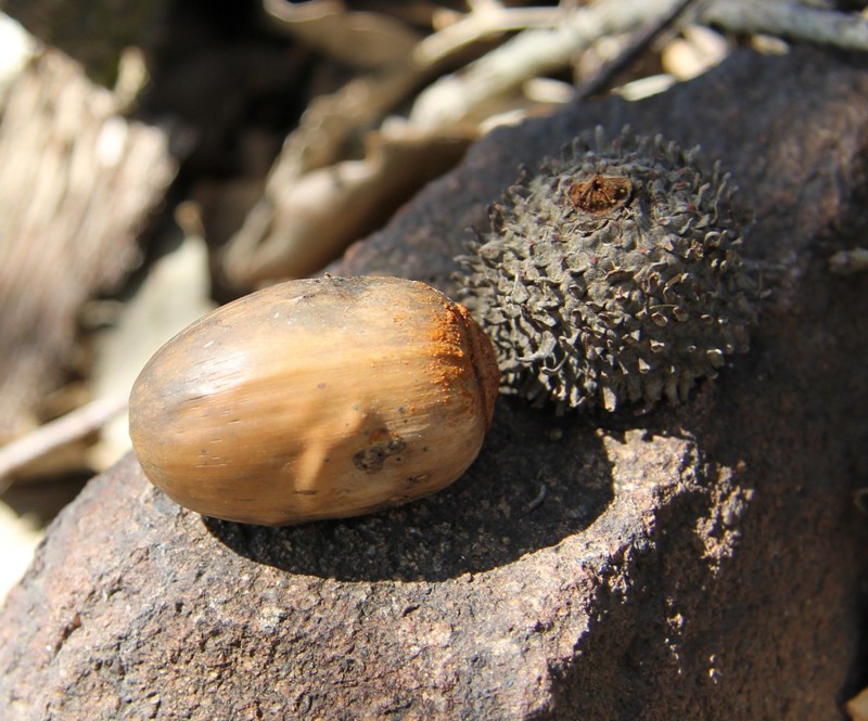 Image of Quercus crenata specimen.