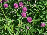 View full-size image Trifolium alpestre