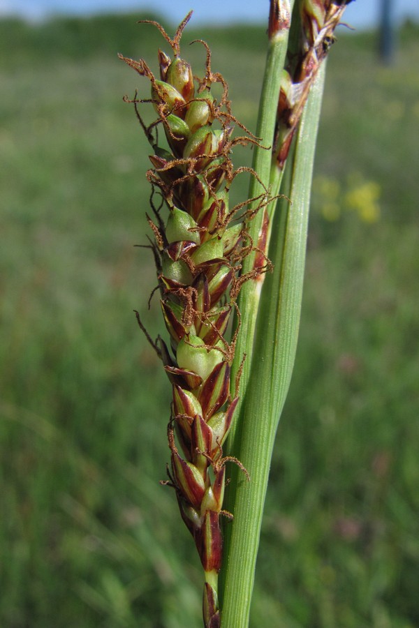 Изображение особи Carex cuspidata.