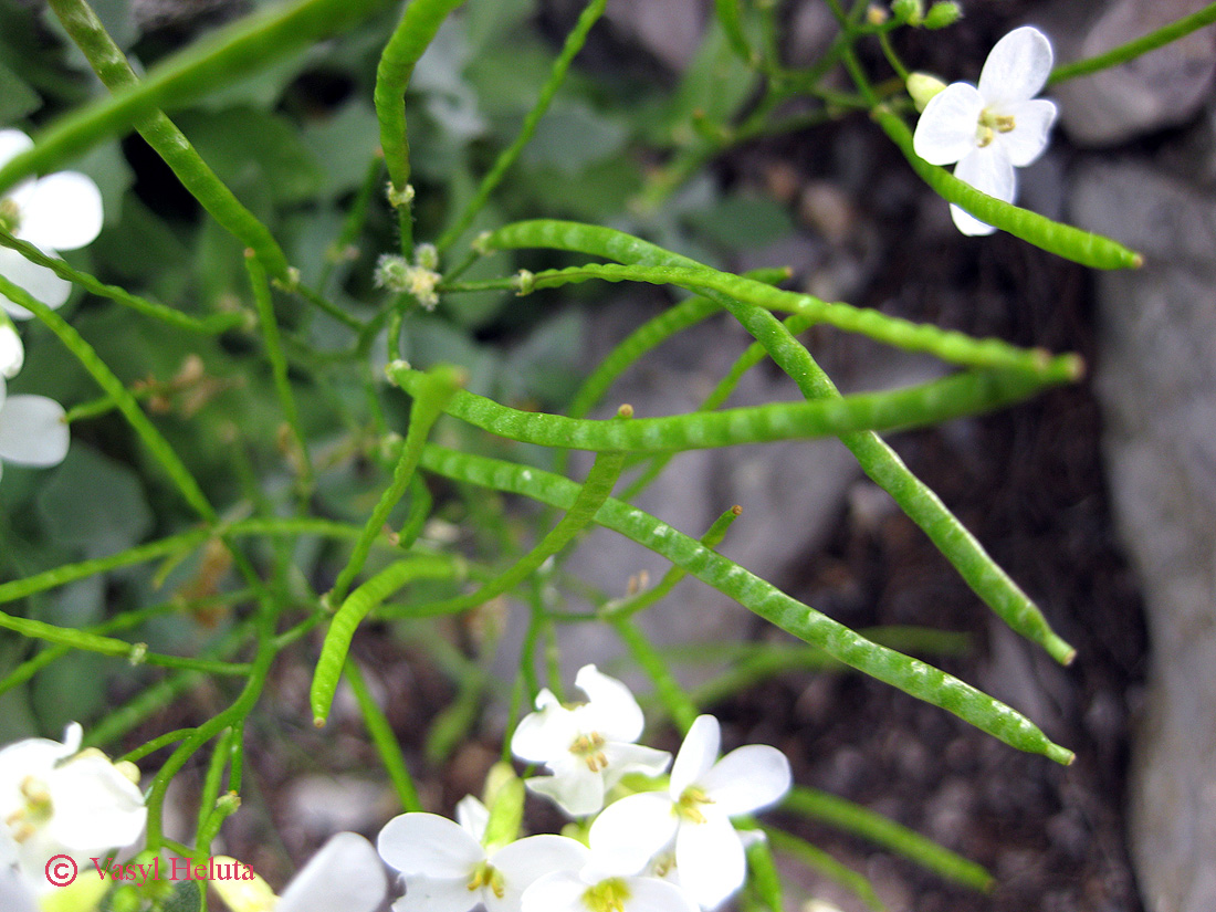 Изображение особи Arabis caucasica.