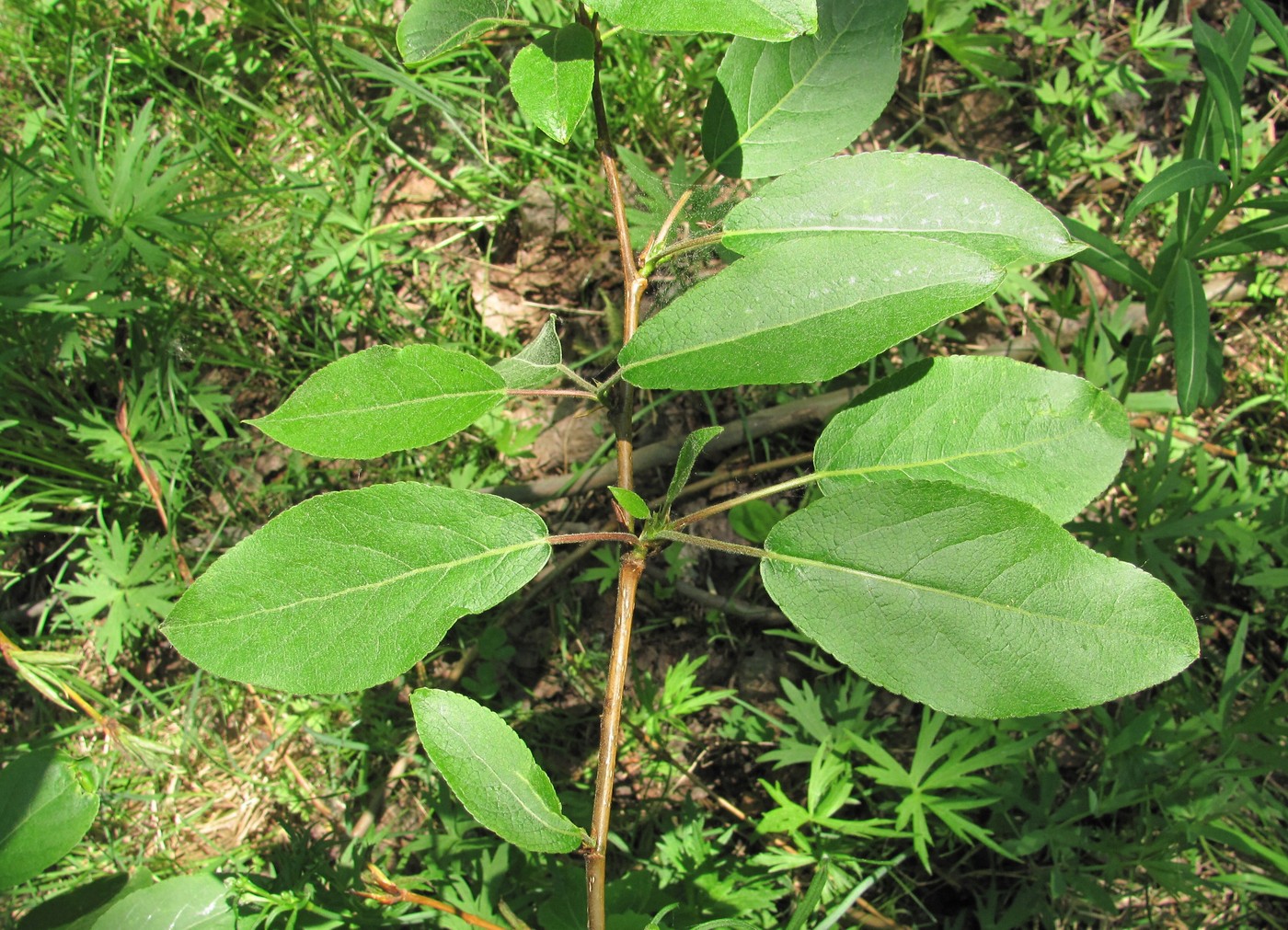 Image of genus Populus specimen.