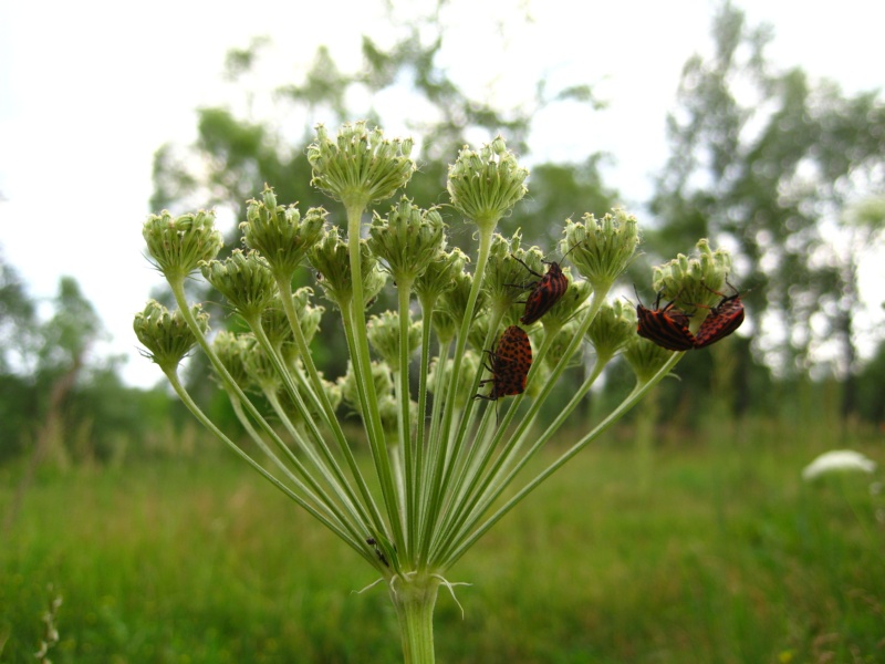 Image of Seseli libanotis specimen.