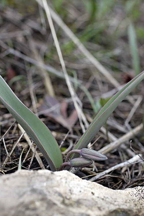 Изображение особи Tulipa turkestanica.