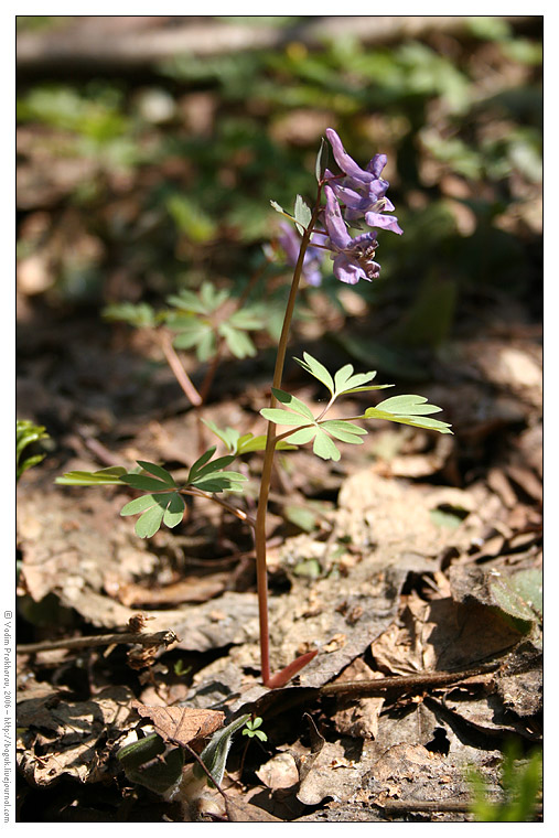 Изображение особи Corydalis solida.