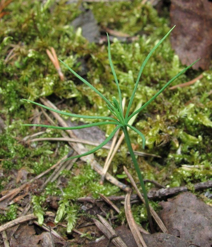 Изображение особи Pinus sylvestris.