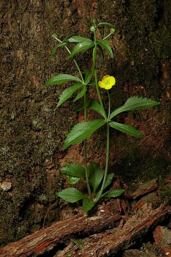 Изображение особи Ranunculus cassubicus.