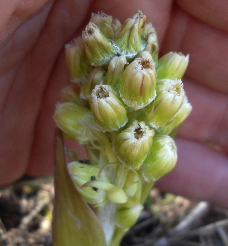 Image of Petasites spurius specimen.