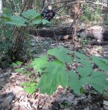 Actaea spicata