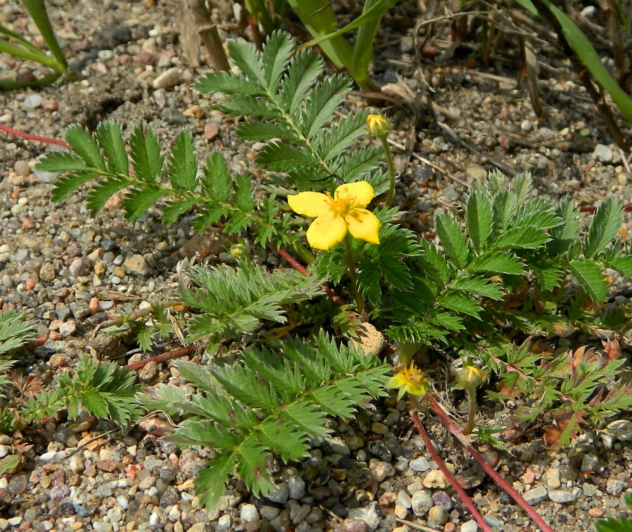 Изображение особи Potentilla anserina.