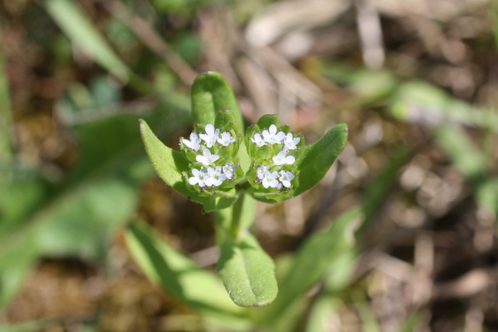 Image of genus Valerianella specimen.