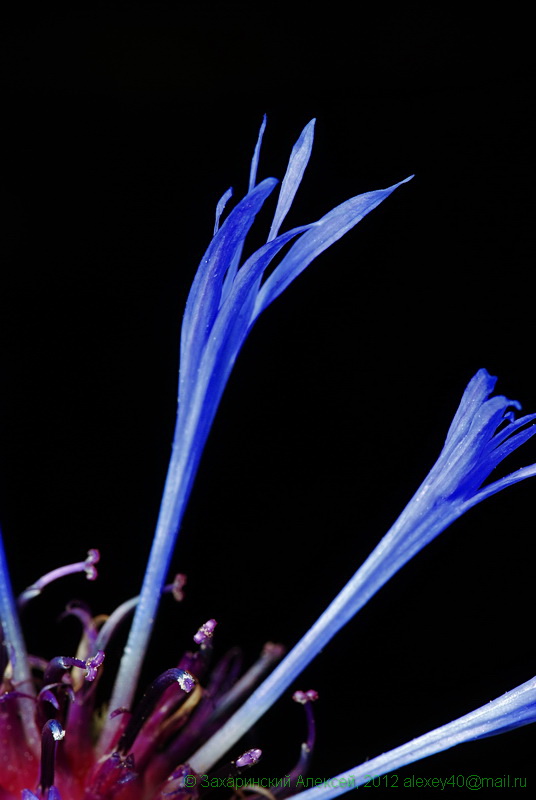 Image of Centaurea montana specimen.