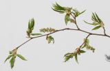 Carpinus betulus. Часть ветки с раскрывающимися листьями и соцветиями. Германия, г. Кемпен, в озелении улиц. 30.03.2012.