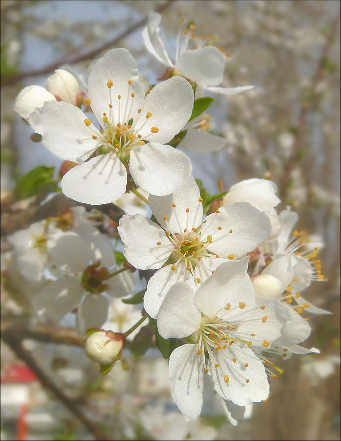 Image of Prunus cerasifera specimen.