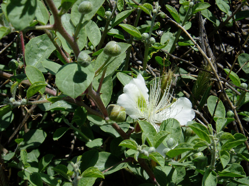 Image of Capparis herbacea specimen.