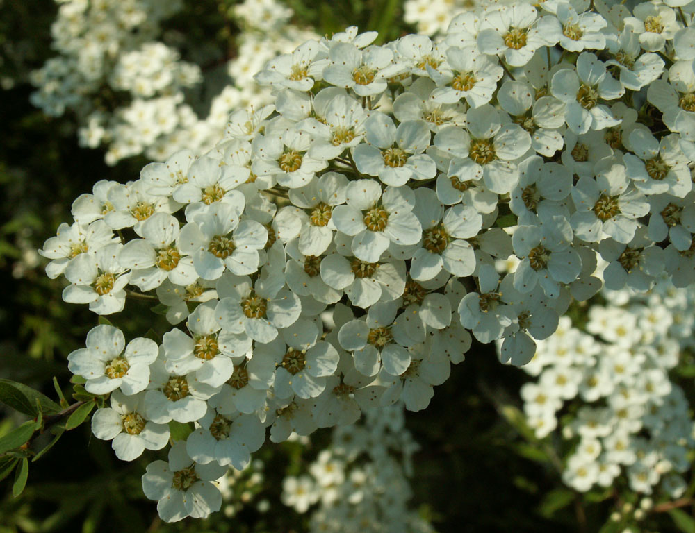 Image of Spiraea &times; cinerea specimen.