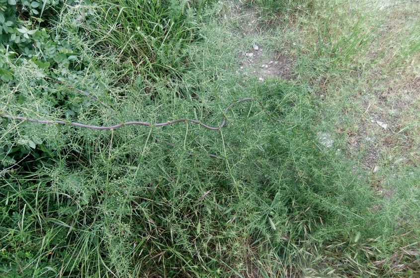 Изображение особи Asparagus verticillatus.