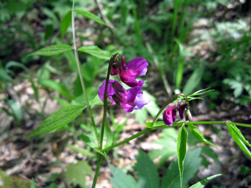 Image of Lathyrus vernus specimen.