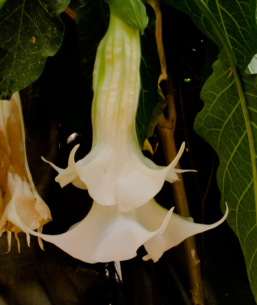 Image of Brugmansia arborea specimen.