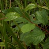 Frangula alnus