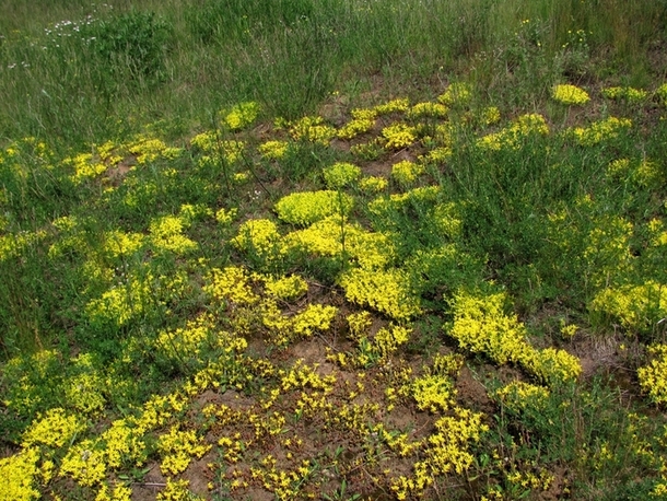 Image of Sedum acre specimen.