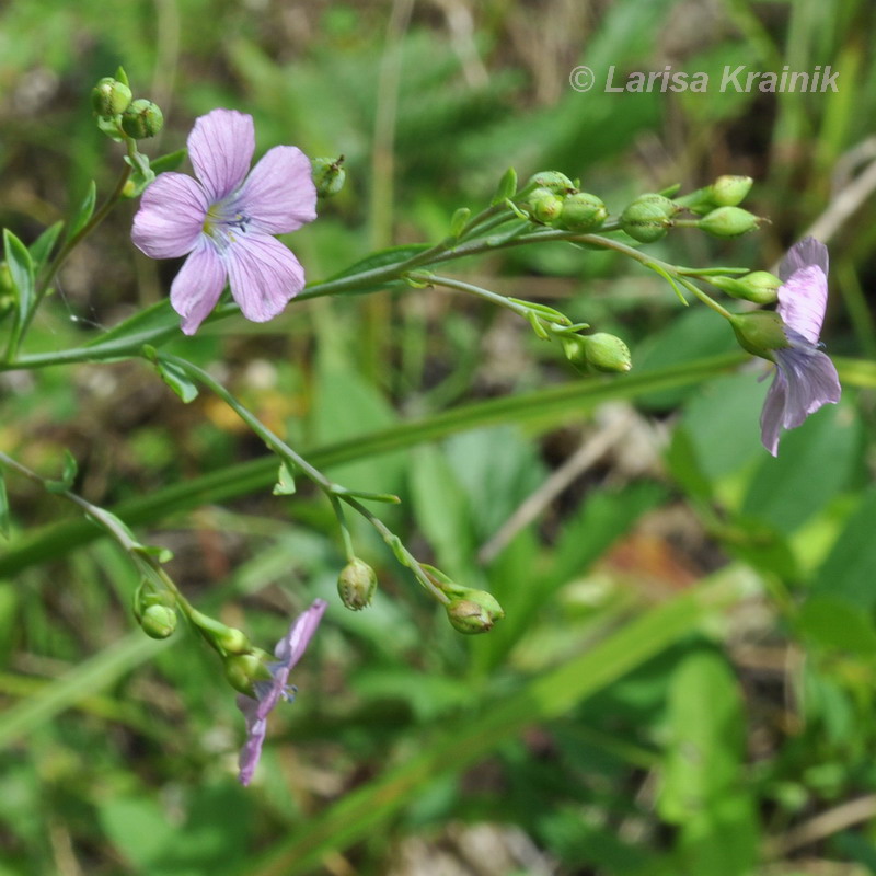 Изображение особи Linum stelleroides.