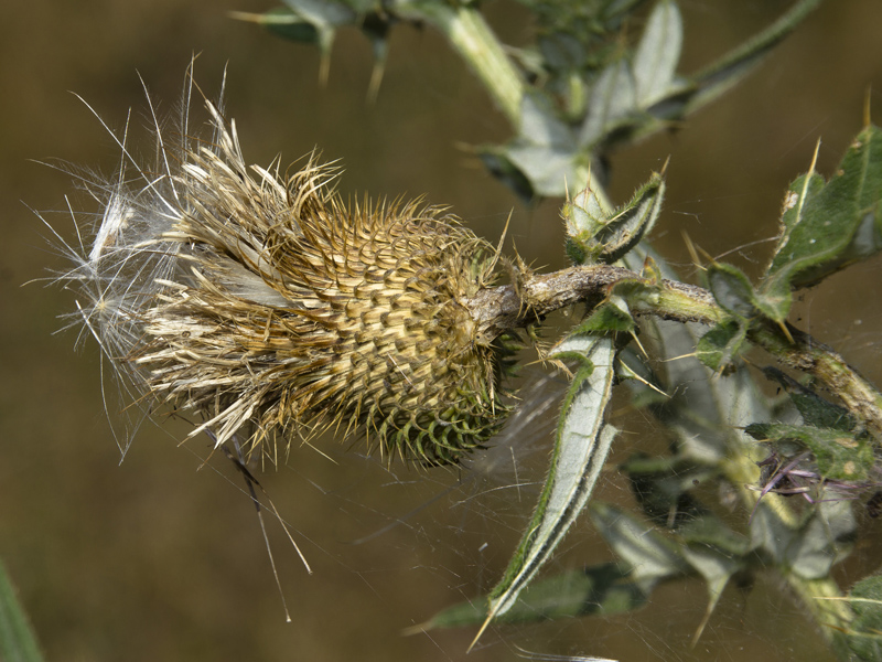 Image of Cirsium serrulatum specimen.