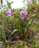 Claytonia acutifolia