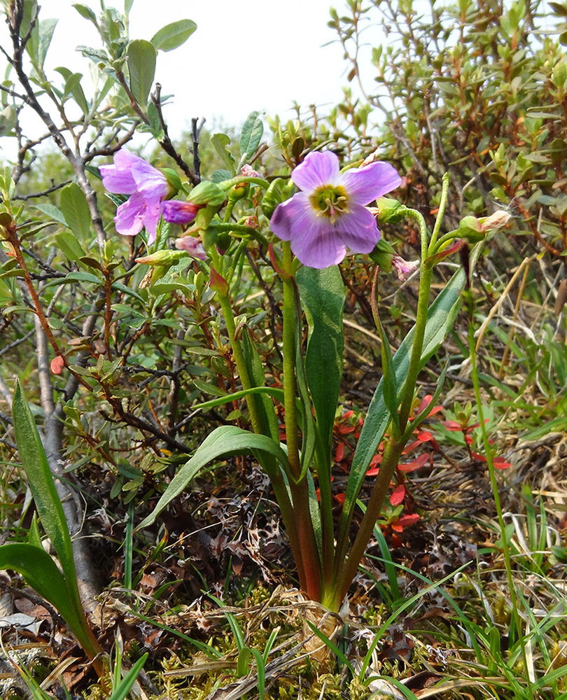 Image of Claytonia acutifolia specimen.