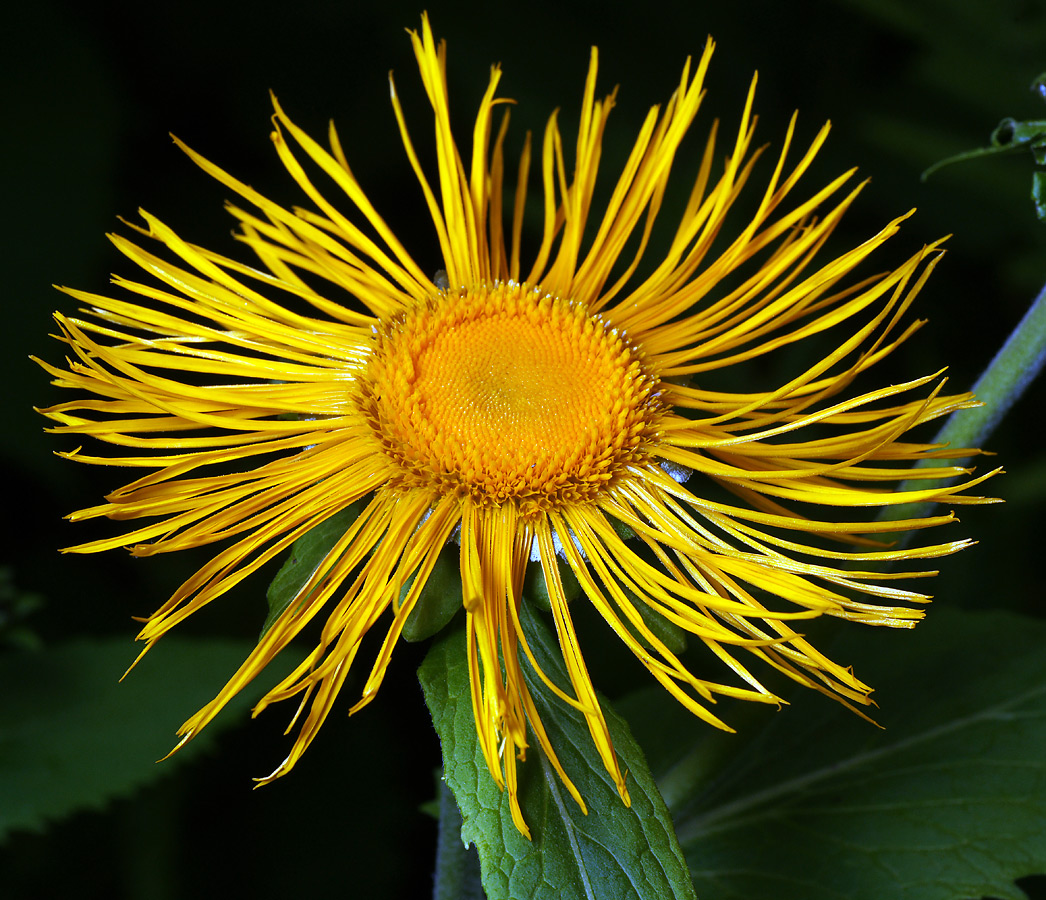 Image of Telekia speciosa specimen.