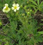 Potentilla recta. Цветущее растение. Московская обл., Серебрянопрудский р-н, степной склон у р. Полосня. 01.07.2012.