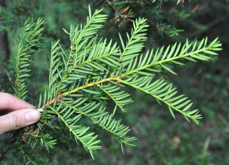 Изображение особи Taxus cuspidata.