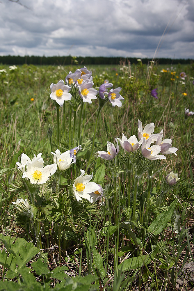 Image of Pulsatilla multifida specimen.