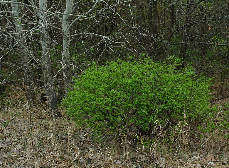 Изображение особи Euonymus verrucosus.