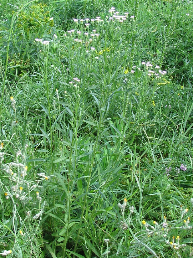 Изображение особи Erigeron podolicus.