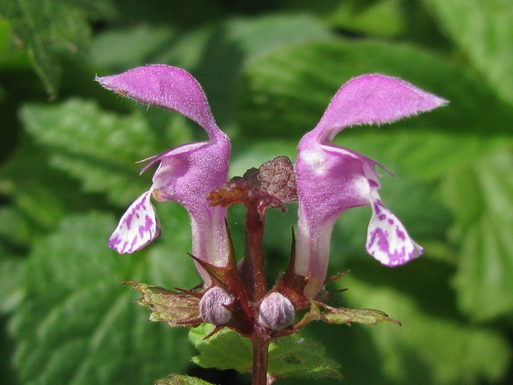 Изображение особи Lamium maculatum.