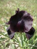 Iris atrofusca