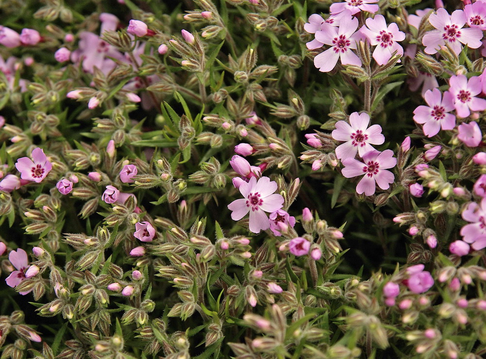 Image of Phlox subulata specimen.