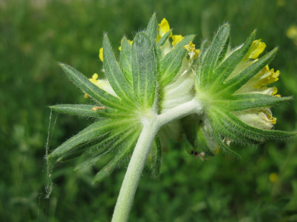 Изображение особи Anthyllis macrocephala.