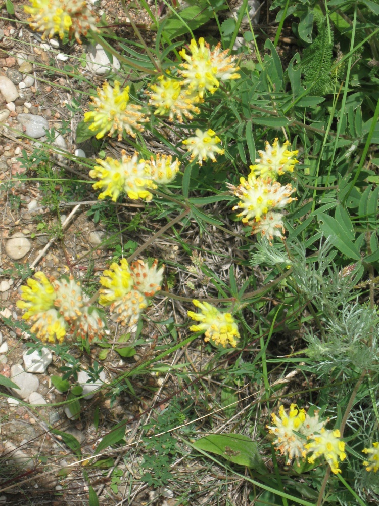 Image of Anthyllis macrocephala specimen.