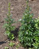 Aconitum × stoerkianum. Растения с распускающимися соцветиями. Германия, г. Krefeld, Ботанический сад. 08.06.2013.