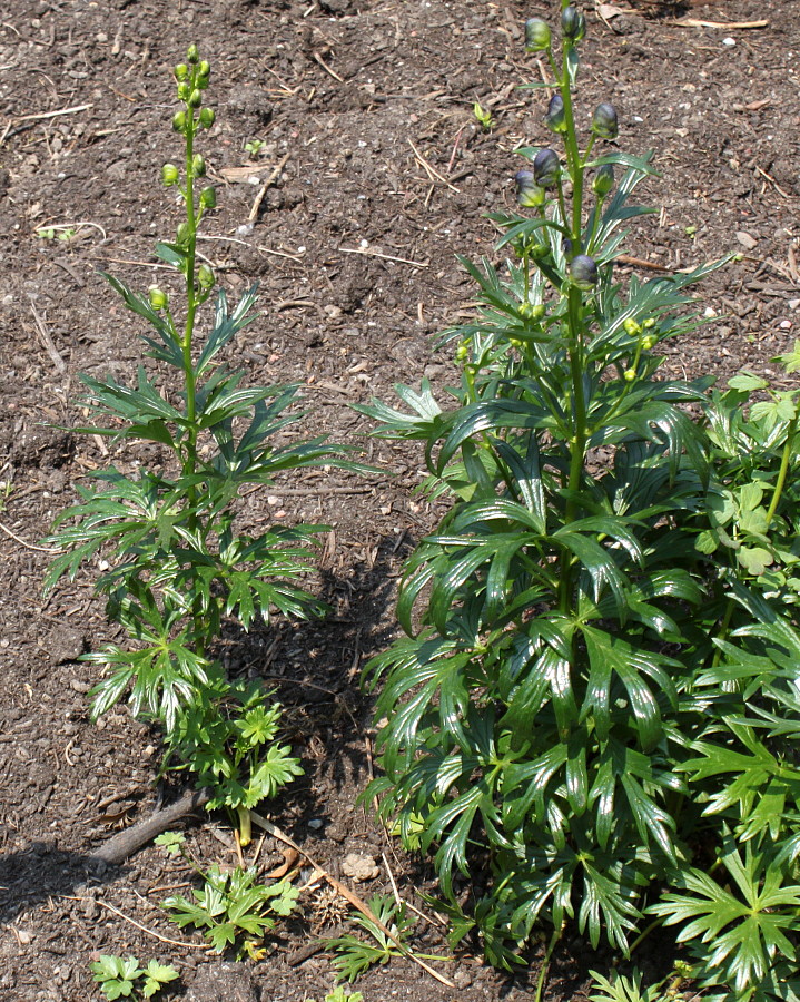 Image of Aconitum × stoerkianum specimen.