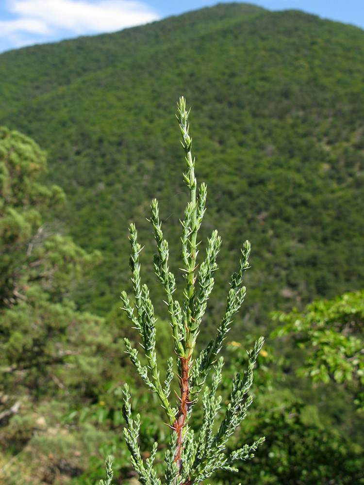 Image of Juniperus foetidissima specimen.