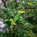 Caragana arborescens. Часть ветви с цветами. Свердловская обл., г. Североуральск, в озеленении города. 15.06.2013.