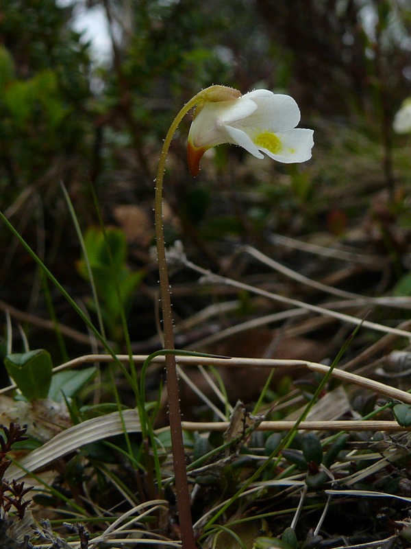 Image of Pinguicula alpina specimen.