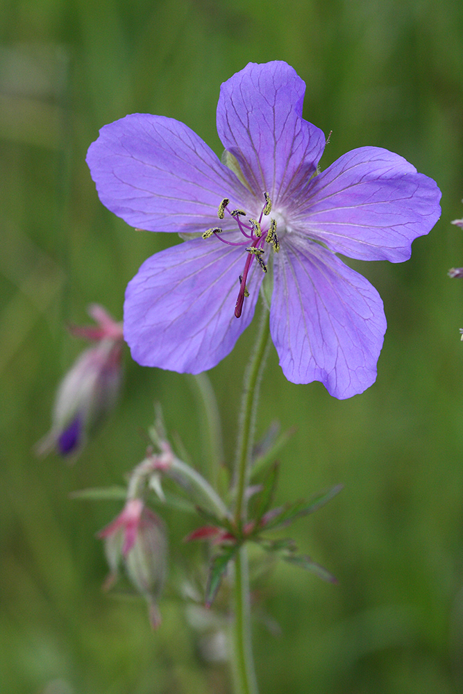 Image of Geranium transbaicalicum specimen.