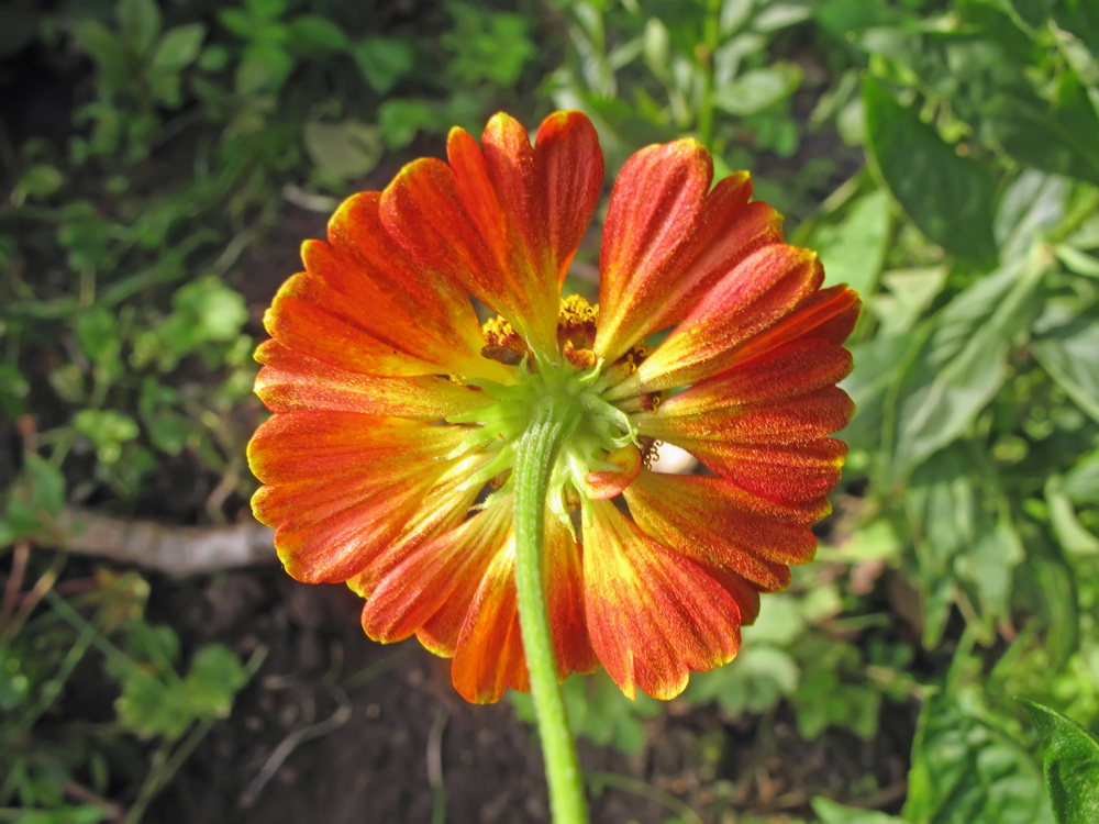 Изображение особи Helenium autumnale.